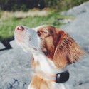 Pet Location Tracking Real Time Activity GPS Tracker for Dogs and Cats